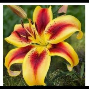 Meet your Posher, Jojo